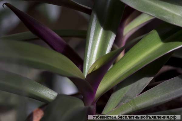 Рео Фото Комнатный